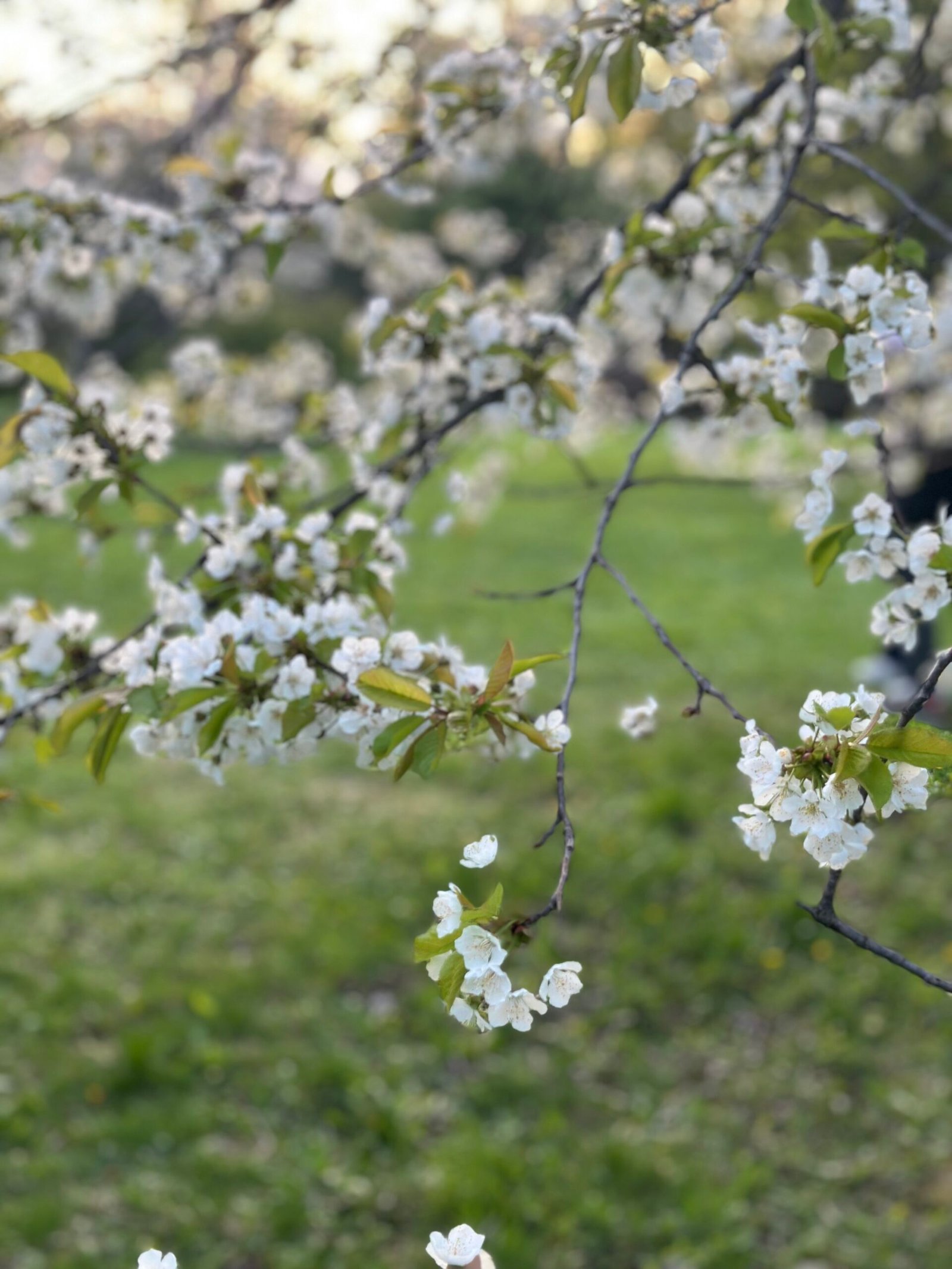 Arboretum Park’s Cherry Blossoms: A Must-See Spring Delight