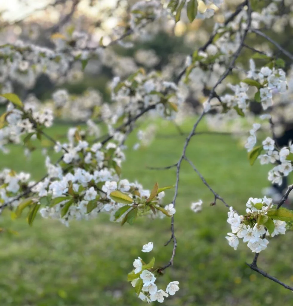 cherry blossom