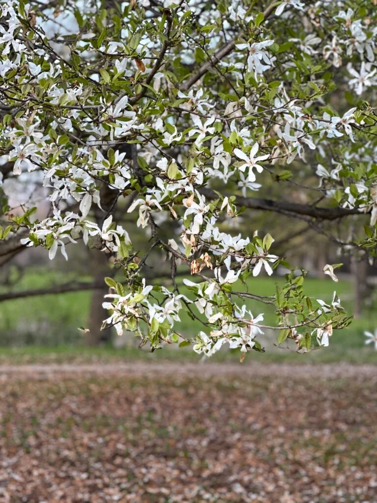 Cherry blossom