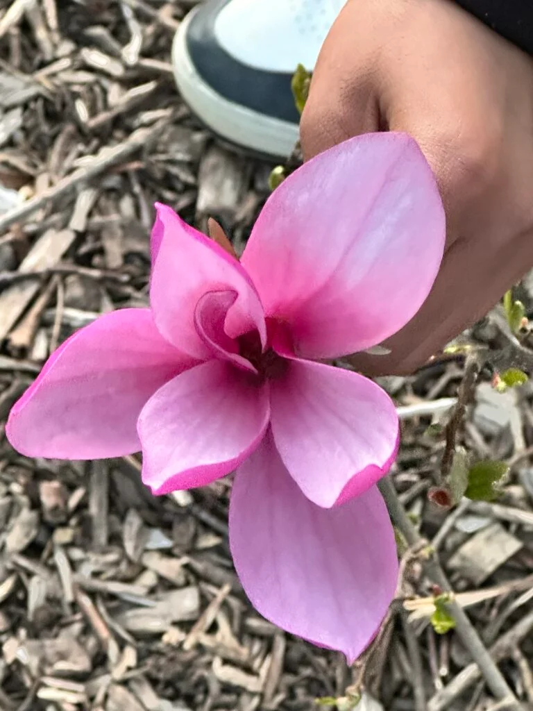 flower
